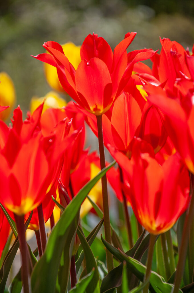 Firespray Tulip Seeds